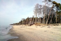 Darßwald am Strand