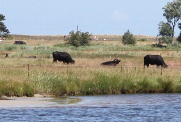 Wasserbüffel am Hafen von Prerow